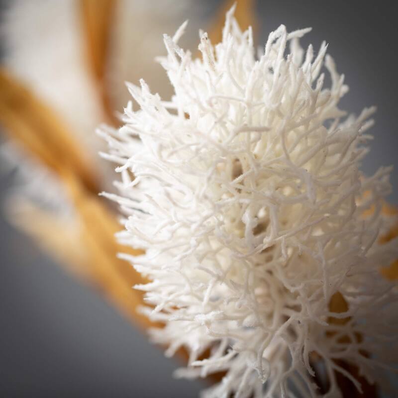 Sullivans 30" Artificial Cream Protea Spray 7.5"L x 3"W x 30"H On